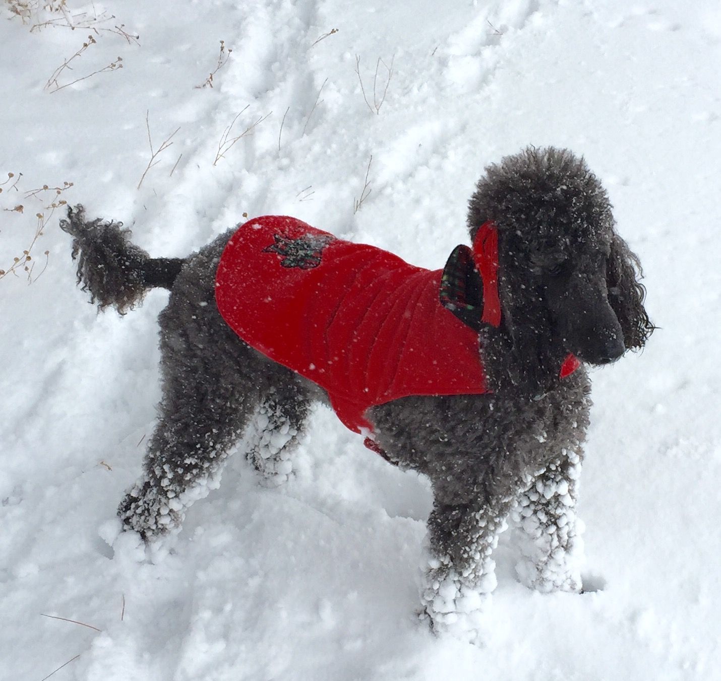 Lily dog